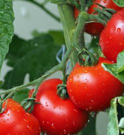 Comment récupérer les graines de tomates ?
